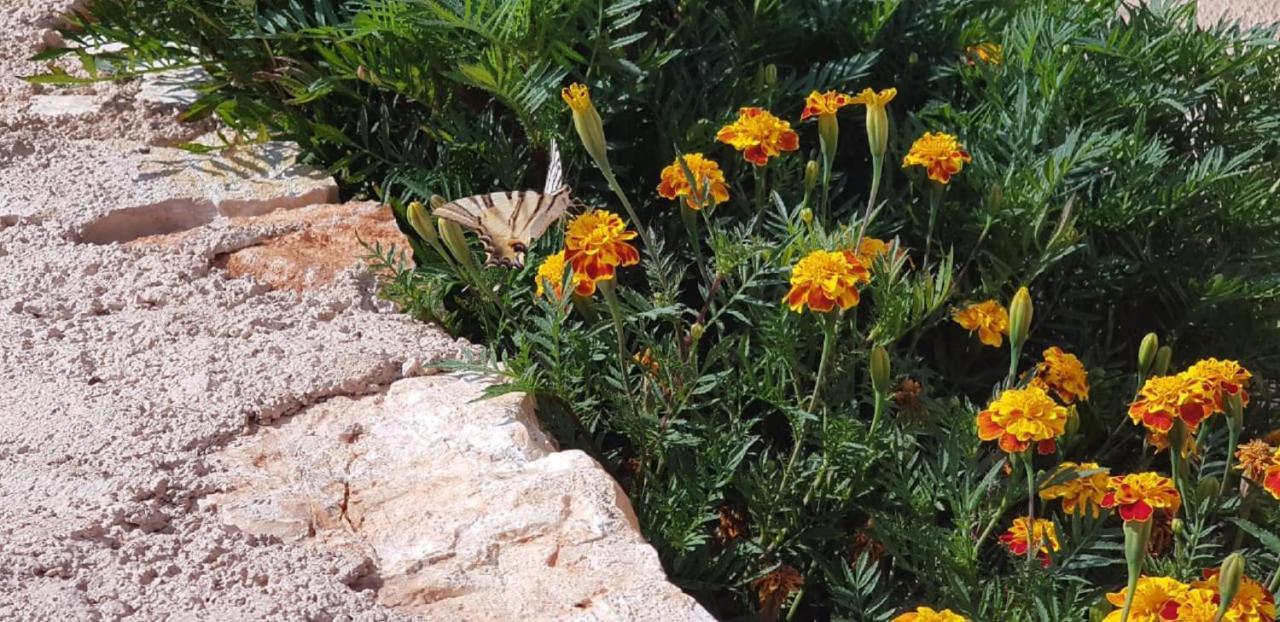 Flower Vila Saranda Extérieur photo